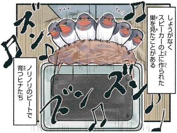 ノリノリのビートで育つヒナたち