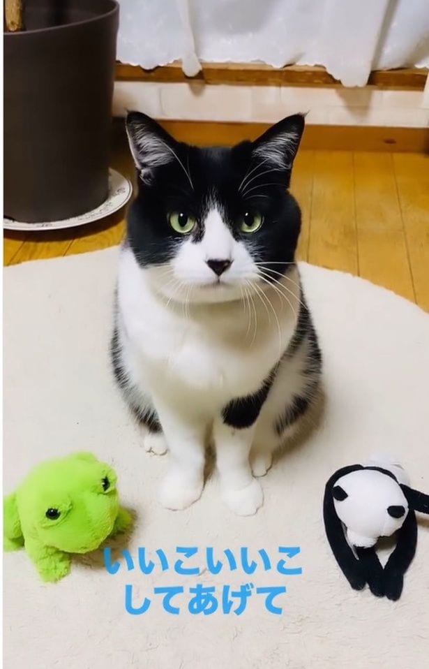 ぬいぐるみに囲まれる猫ちゃん（⇒次へ）