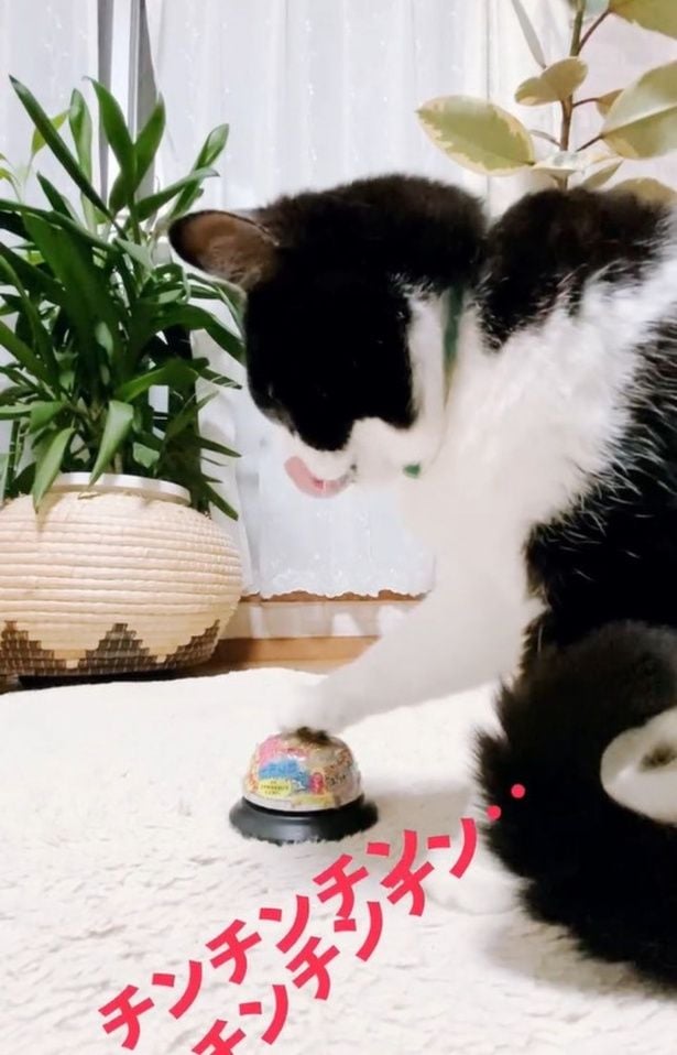 呼び鈴ベルをぽんぽん▶「にゃ〜」とひと鳴きすると…（⇒次へ）