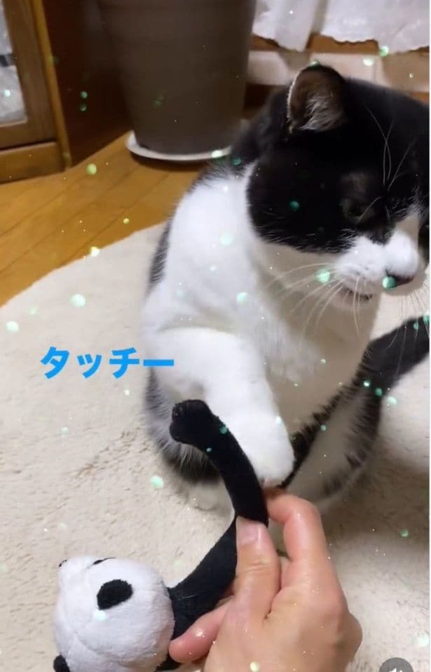 タッチ成功！▶（次画像から元保護猫の黒猫・ろんとの日常を描いた『黒猫ろんと暮らしたら6』が読めます）（⇒次へ）
