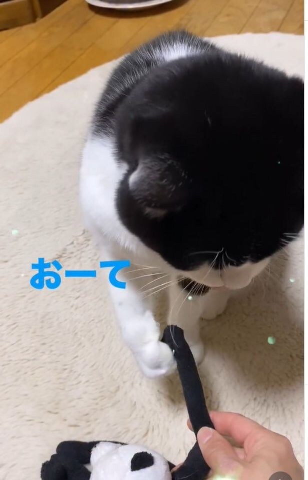 お手を披露▶次は…（⇒次へ）