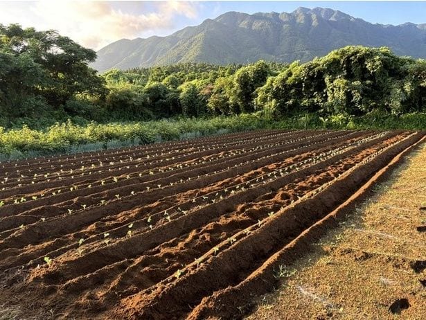 野菜たちが元気に育ちますように！▶ツヤツヤのズッキーニ（⇒次へ）