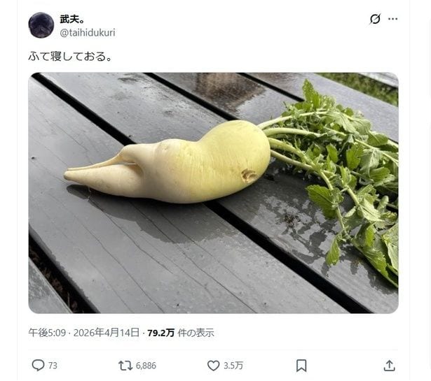 ふて寝する大根！？▶どこか親しみを感じる姿の大根（⇒次へ）