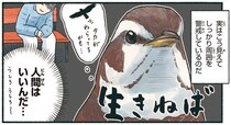 ぼーっとしているように見えるツグミだけど、しっかり警戒中！