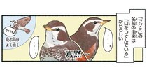名前の由来の通り寡黙なツグミ。実は歌うのは達者