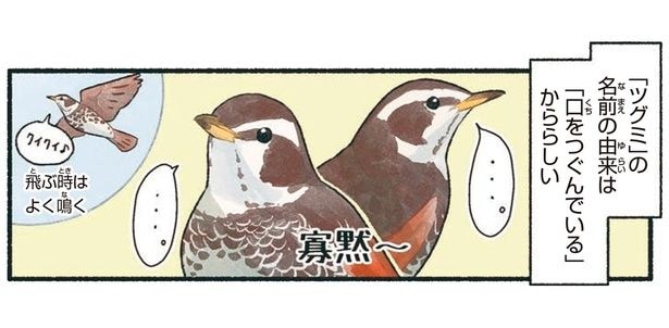 名前の由来の通り寡黙なツグミ。実は歌うのは達者