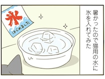 暑い日の飼い主の気遣い。猫用の水に氷を入れてみたら