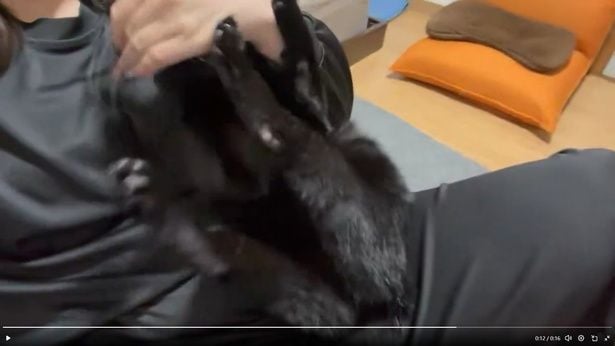 「こうだ！！」▶飼い主さんは痛くないとのことなのでご安心ください（⇒次へ）