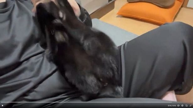 一撃！▶一連の流れが可愛いと話題になったポストです（⇒次へ）