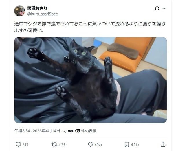 注目を集めた「おしりを撫でられることに気が付いた猫」のポスト▶おしりを触られるのが嫌いなわけではありません（⇒次へ）
