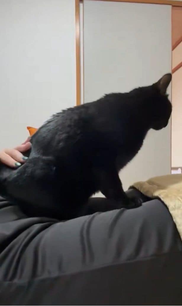 おしりトントン大好き▶以前も話題を集めたあさりちゃんの「おさわりマップ」（⇒次へ）