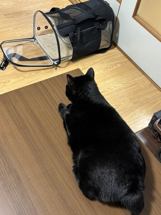 なにか（帰省）を察し始めているあさりちゃん▶実家の猫ちゃんとのちょうどいい距離感（⇒次へ）
