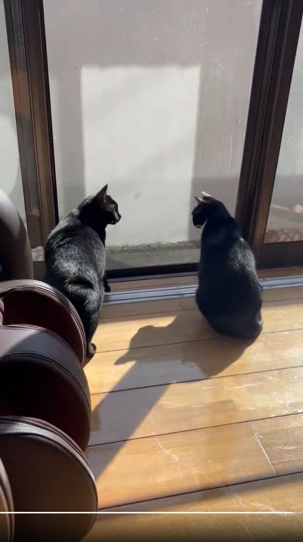 実家の猫ちゃんと交流するあさりちゃん▶あさりちゃんはヤキモチやき？（⇒次へ）