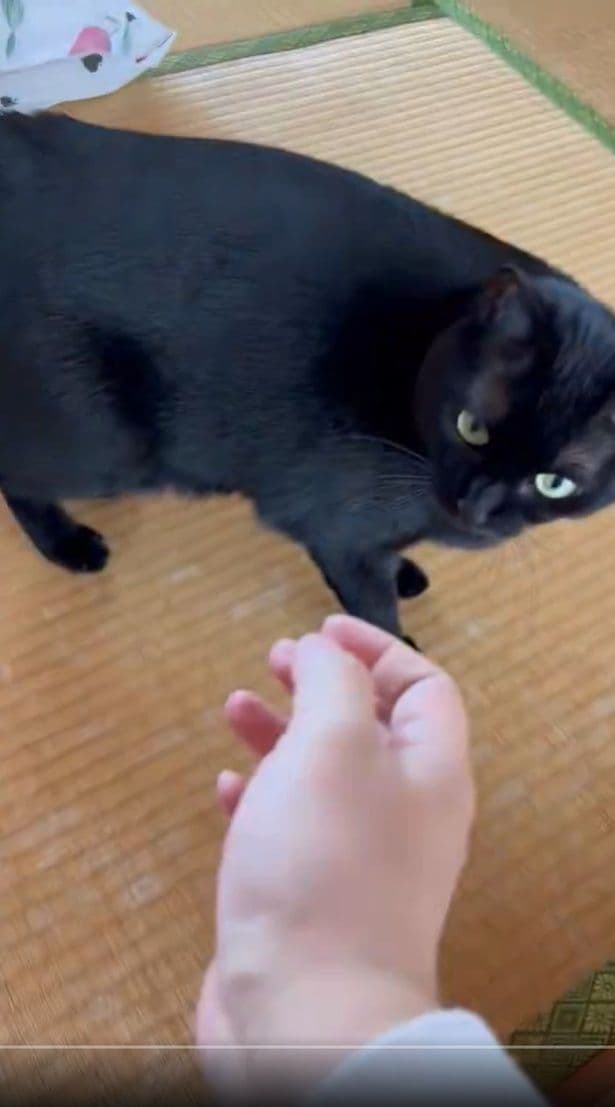 他の猫触ったあとでなでようとしたら…▶差し出した手を…（⇒次へ）