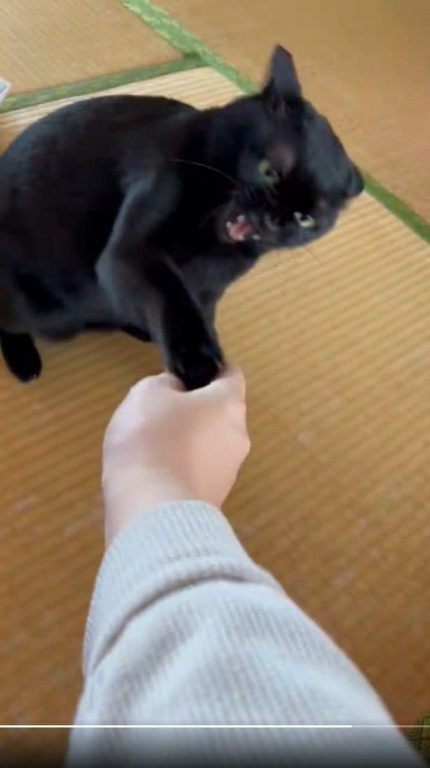 こんなに可愛い姿が見られるなら怒られても嬉しくなってしまいます▶怒りのパンチは続く（⇒次へ）