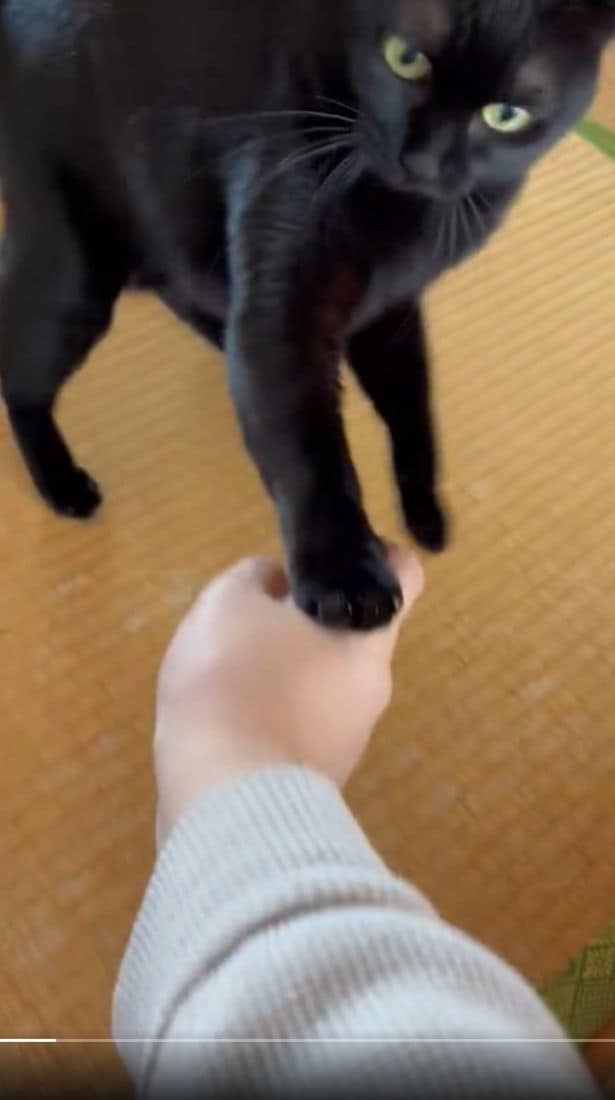 ほかの猫を触ったその手で、私をなでようなんて！▶あさりちゃん、お怒りです（⇒次へ）