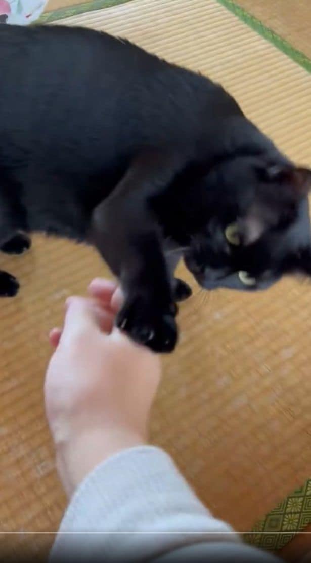 「シャーッ！」と言いながら何度もタッチ！▶他の猫を触ったのバレちゃった！？（⇒次へ）