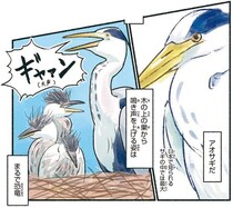 まるで恐竜！日本で見られる最大級のサギ、アオサギ