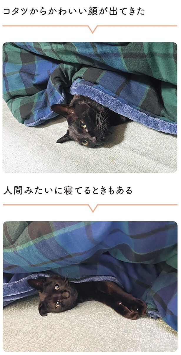 コタツからかわいい顔が出てきた