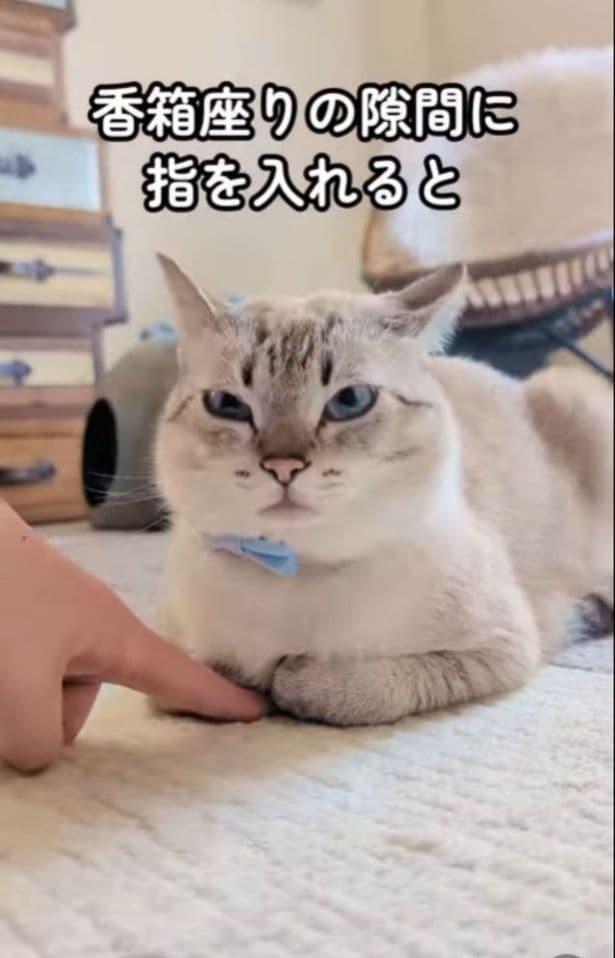 前足の隙間に指を入れてみる（⇒次へ）