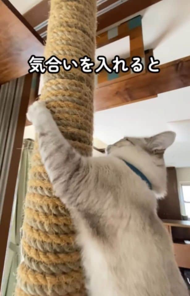 キャットタワーに登る▶夢中になると…（⇒次へ）