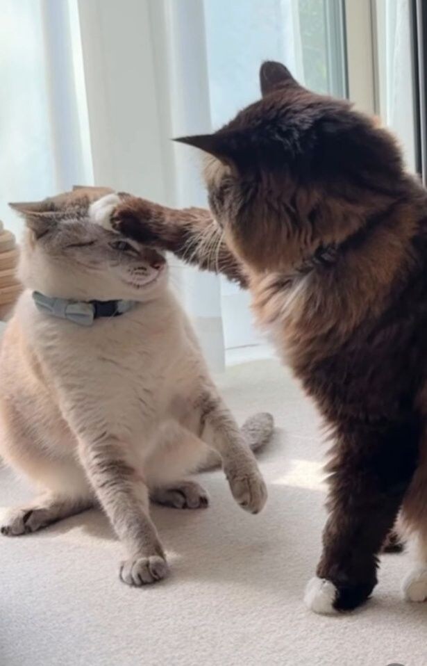 先輩猫に頭をポンとされる▶猫専用アスレチックランド！？（⇒次へ）