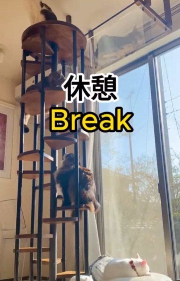 おのおの休憩▶（次画像から猫を飼っている人も、そうでない人も楽しめる「猫あるある」が満載！『レオとシロウのドタバタ猫日記』が読めます）