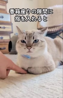 「無」から一変する猫の表情七変化！コロコロ変わる顔に「思わず笑ってしまった」