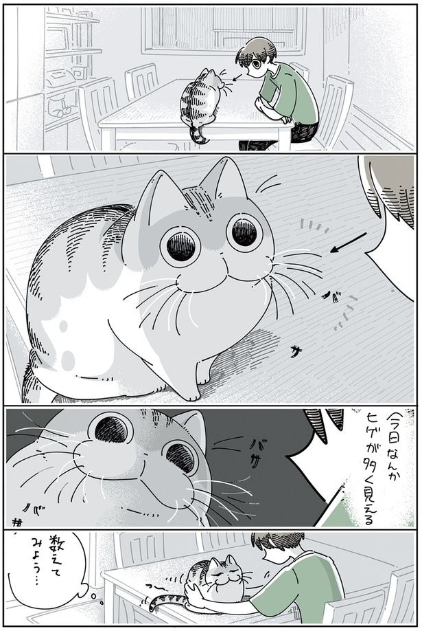 ネコのヒゲを数えたい