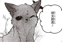わが家に通い始めて1週間。懐いてきた傷だらけの野良の子猫／スローステップ朔太郎 上（6）
