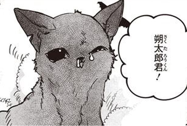 わが家に通い始めて1週間。懐いてきた傷だらけの野良の子猫／スローステップ朔太郎 上（6）