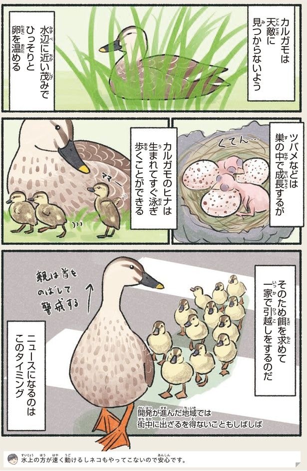 ニュースになるのはこのタイミング