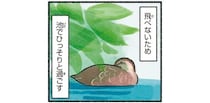 カルガモには飛べない時期が！羽が生えかわるまで池でひっそり