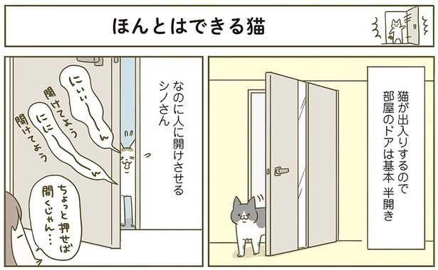 ほんとはできる猫