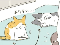 未だ仲良くなれない猫たち。近づいた2匹を写真に収めたいけど