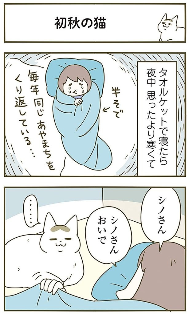 初秋の猫