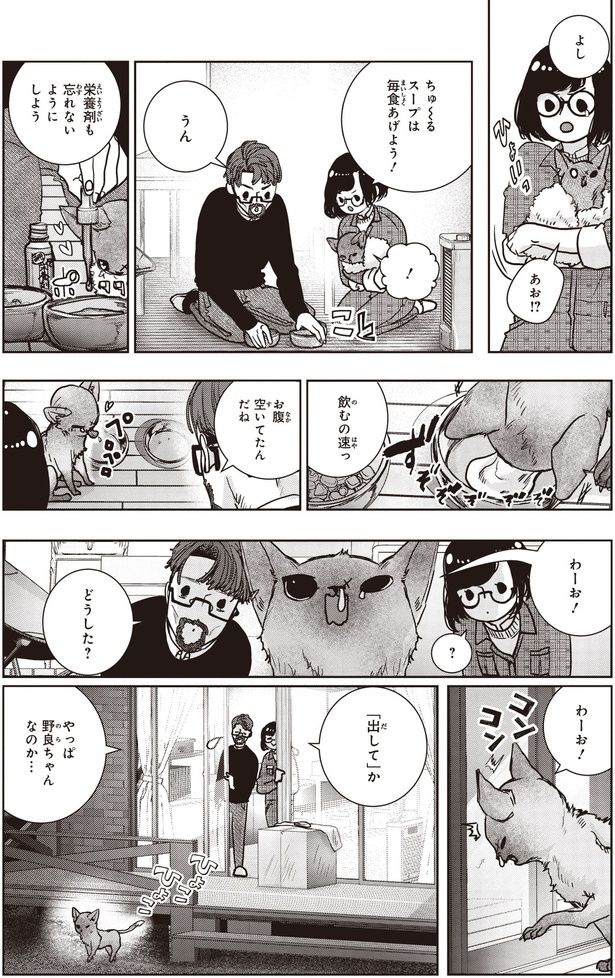 やっぱ野良ちゃんなのか…