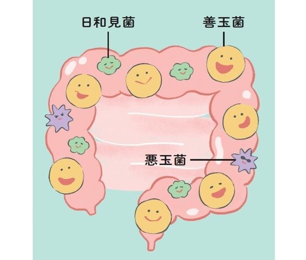 腸内細菌のバランスがよくなり、善玉菌が増えると、腸が正常に働くようになる
