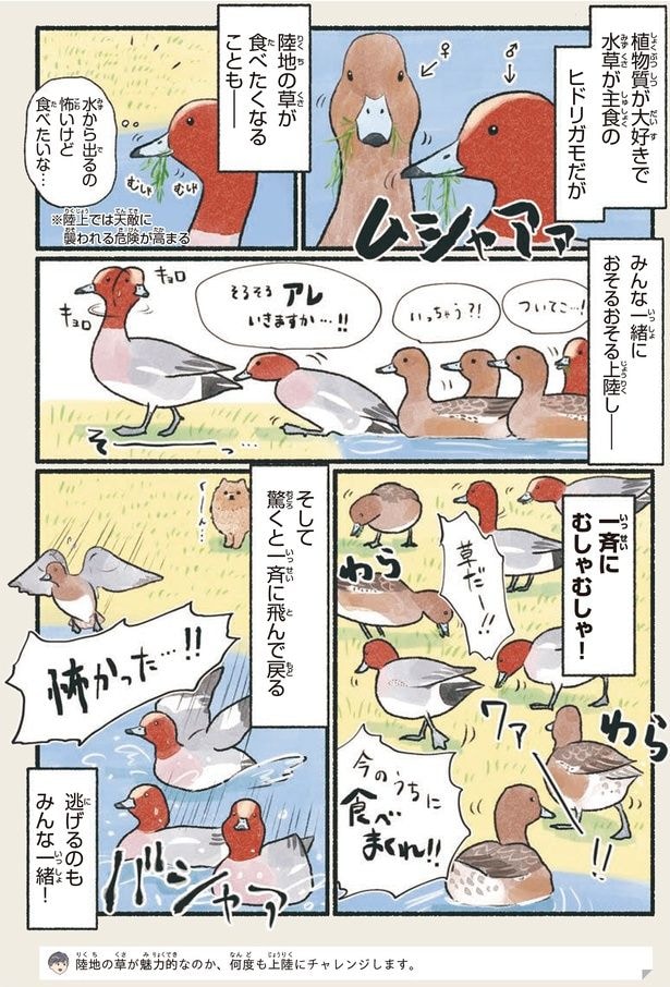 一斉にむしゃむしゃ！