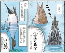池に生えたタケノコ！？いいえ、お食事中のオナガガモのお尻です