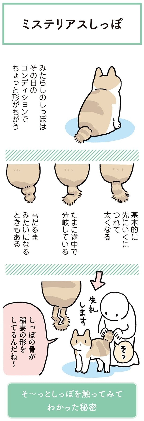 ミステリアスしっぽ