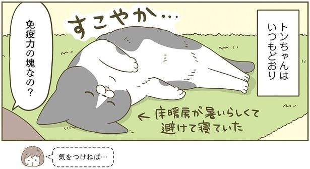 免疫力の塊なの?