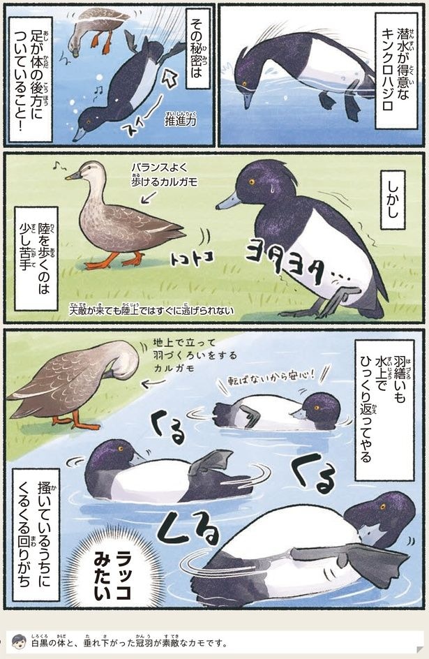 ラッコみたい
