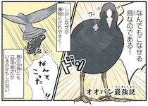 鳥界の器用貧乏！？何でもこなせるのに獲物になりがちなオオバン