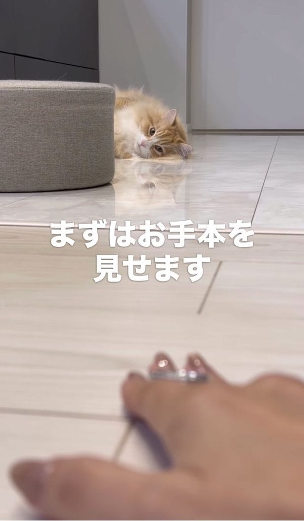 飼い主さんがお手本を見せる（⇒次へ）