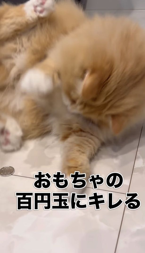 100円玉を蹴って八つ当たり？▶猫にまつわる噂…？（⇒次へ）