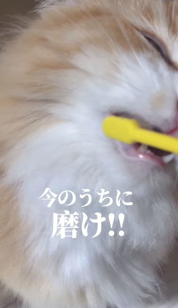 歯磨きしちゃえ！▶気を取り直して…（⇒次へ）
