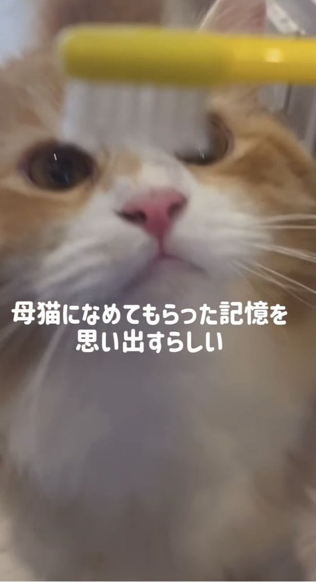 「歯ブラシで猫をなでると母猫の記憶を思い出す」▶さっそく検証してみると…（⇒次へ）