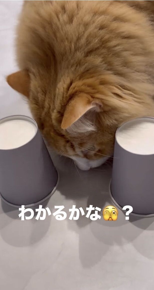 匂いで気づき、正解▶手で取れるかな！？（⇒次へ）
