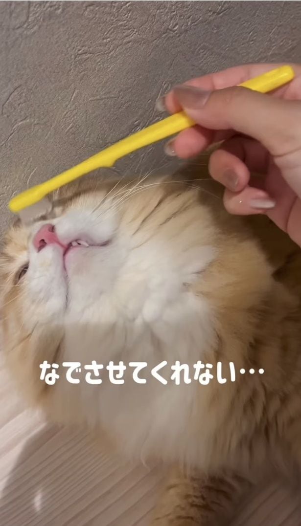 眉間に歯ブラシを当ててみる▶はじめは嫌がっていたが…（⇒次へ）